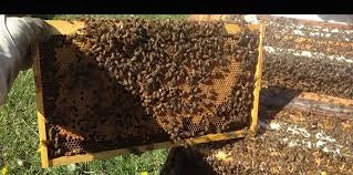 Honey Bees Nuc 5 Frame