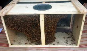 Honey Bees 3lb pkg